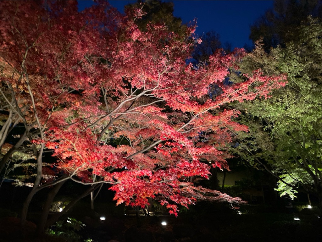 f:id:wakuwakushincha:20241206223642j:image f:id:wakuwakushincha:20241206223642j:image