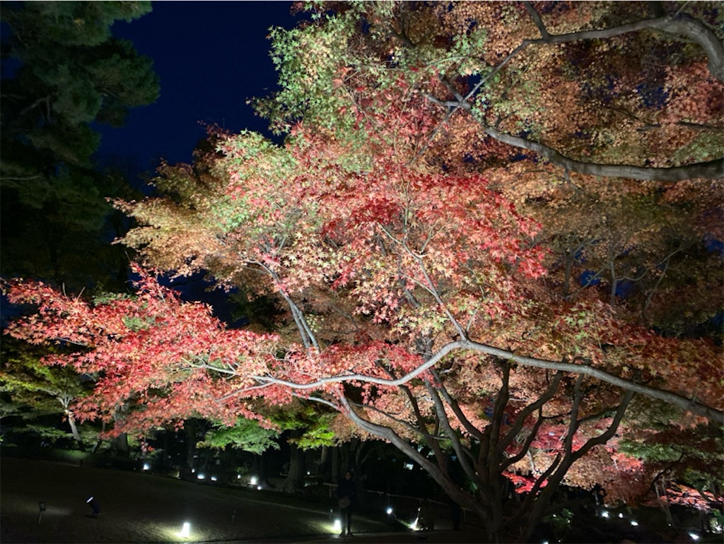 f:id:wakuwakushincha:20241206224404j:image