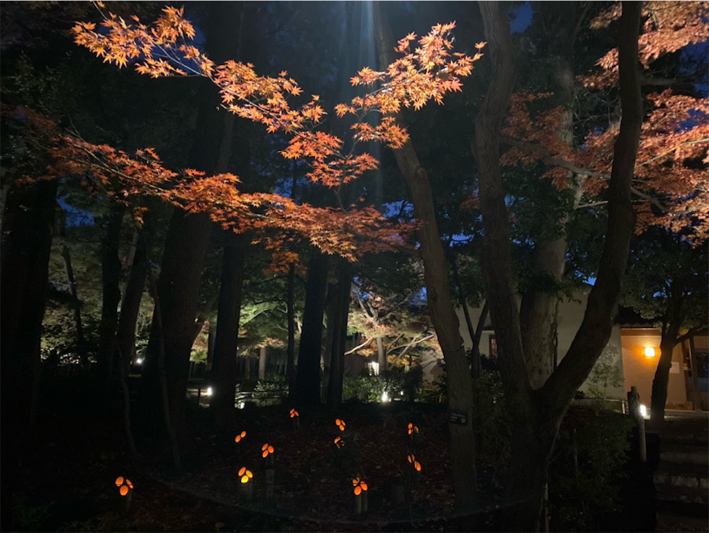 f:id:wakuwakushincha:20241206224414j:image