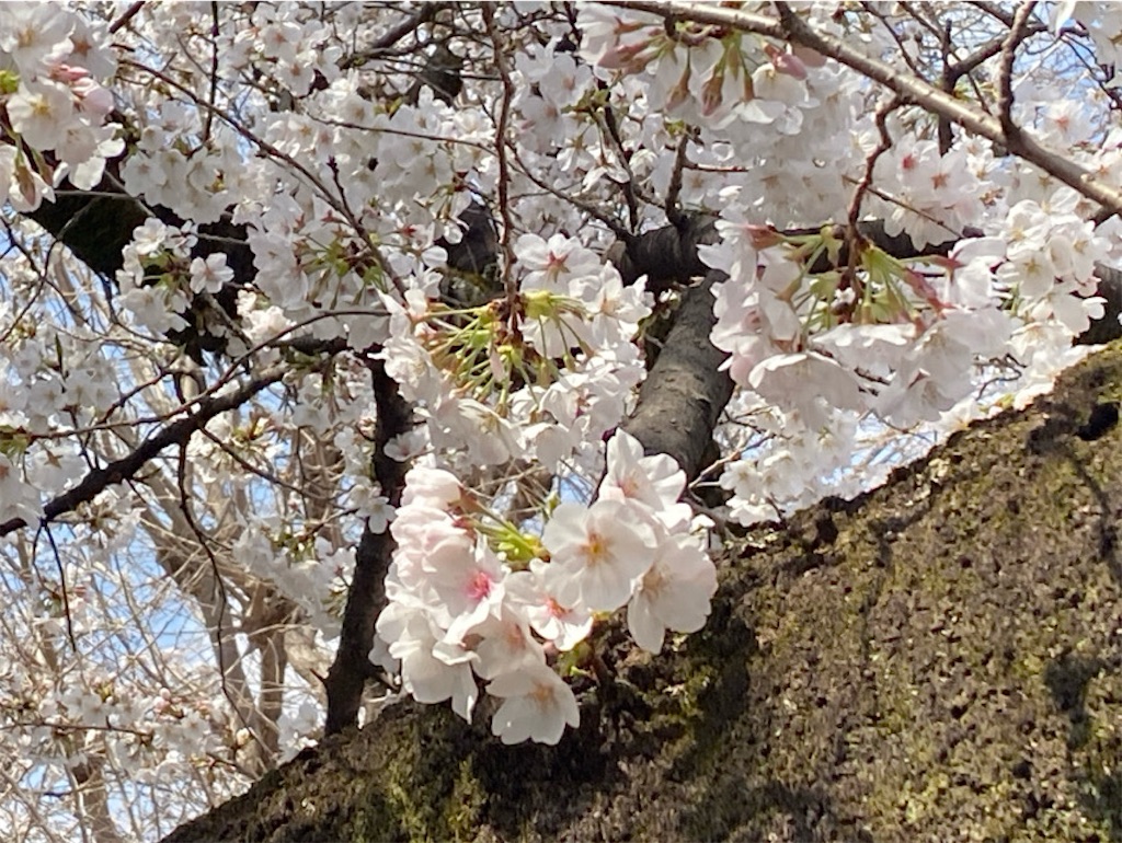 f:id:wakuwakushincha:20250331223329j:image f:id:wakuwakushincha:20250331223329j:image