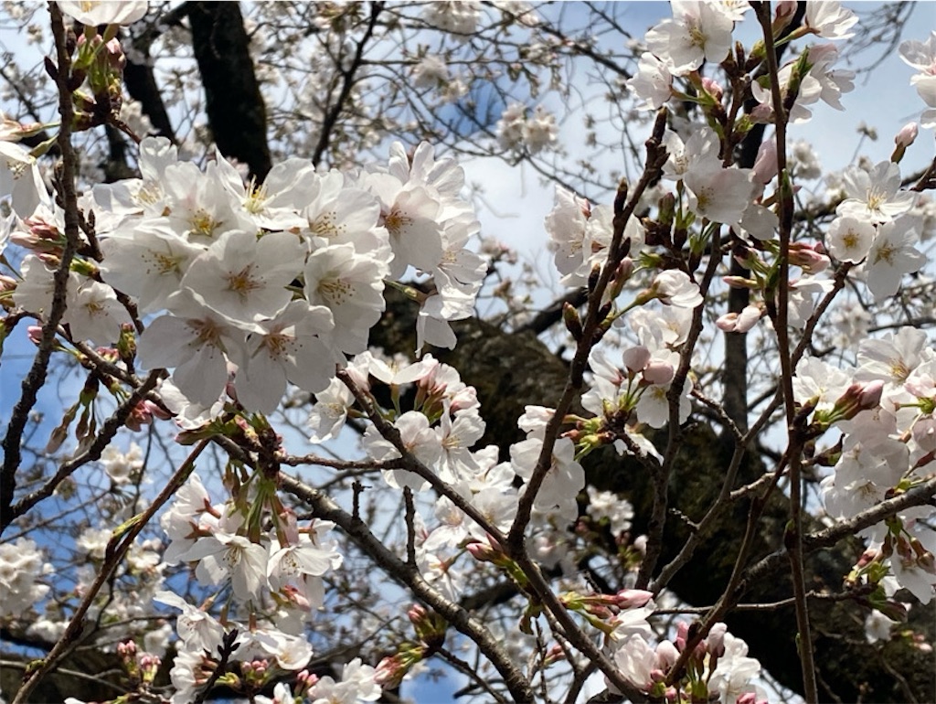f:id:wakuwakushincha:20250331223352j:image f:id:wakuwakushincha:20250331223352j:image