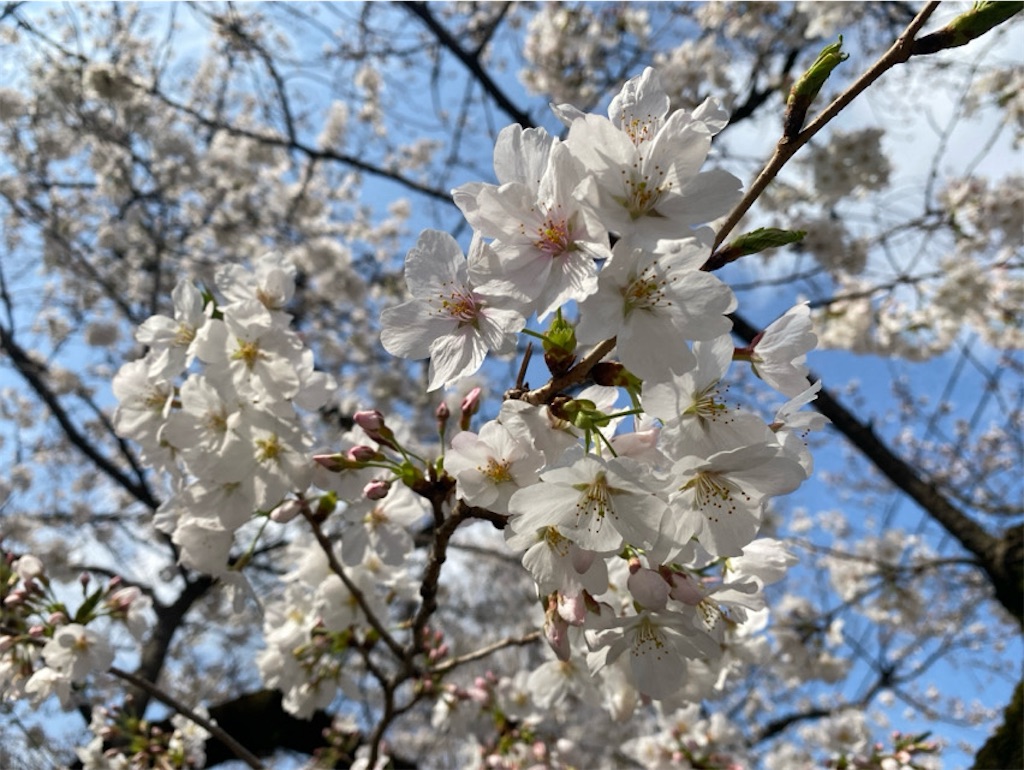 f:id:wakuwakushincha:20250331223356j:image f:id:wakuwakushincha:20250331223356j:image