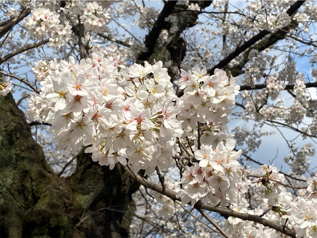 f:id:wakuwakushincha:20250331223511j:image f:id:wakuwakushincha:20250331223511j:image