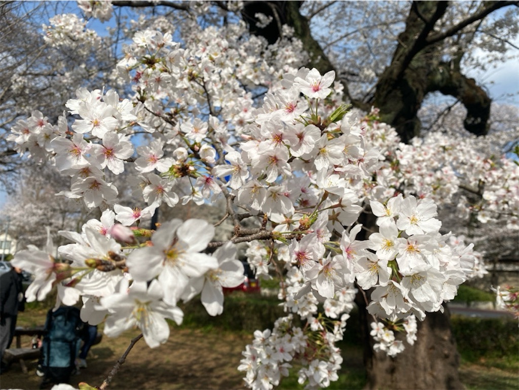 f:id:wakuwakushincha:20250331223524j:image f:id:wakuwakushincha:20250331223524j:image