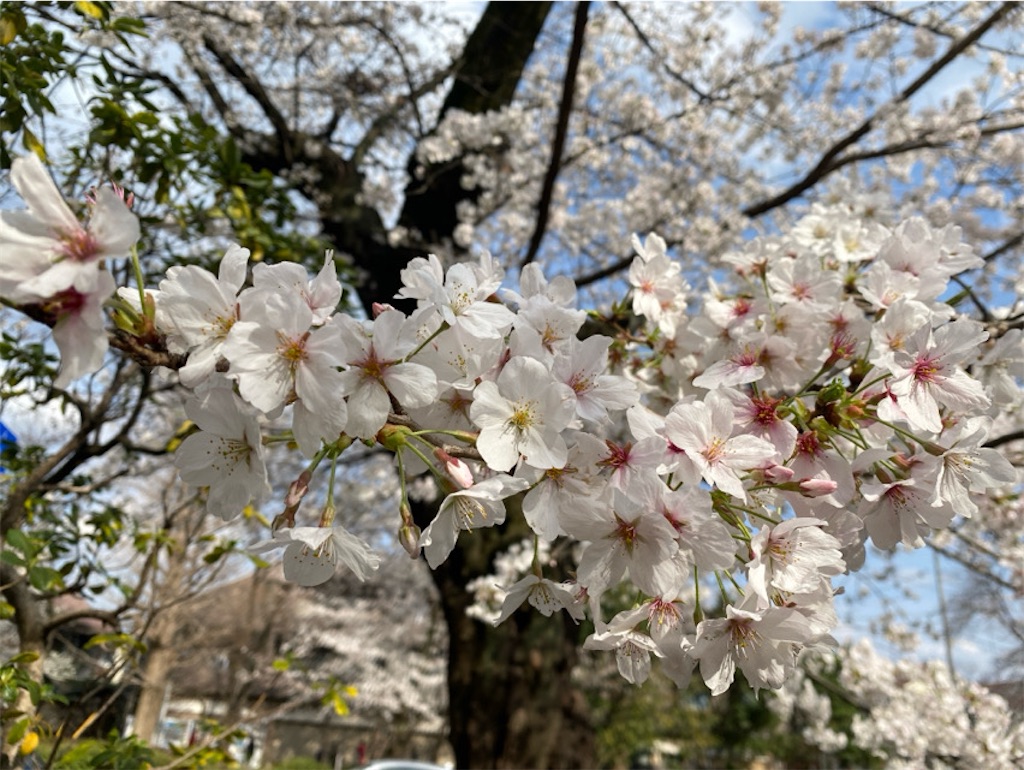 f:id:wakuwakushincha:20250331223553j:image f:id:wakuwakushincha:20250331223553j:image