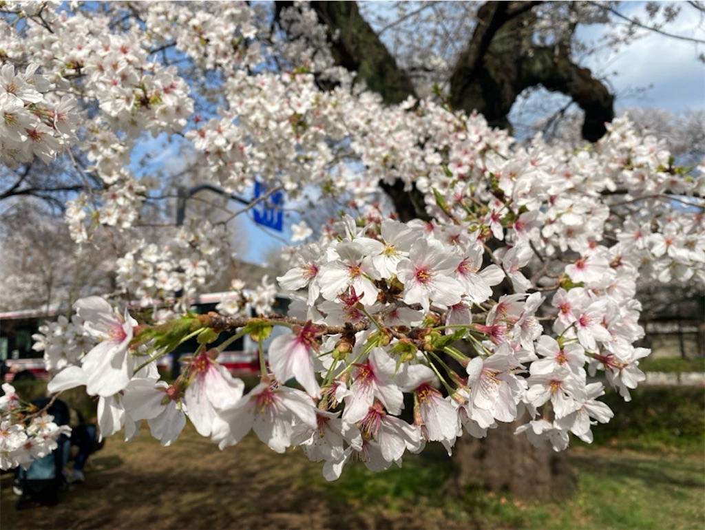 f:id:wakuwakushincha:20250331223557j:image f:id:wakuwakushincha:20250331223557j:image