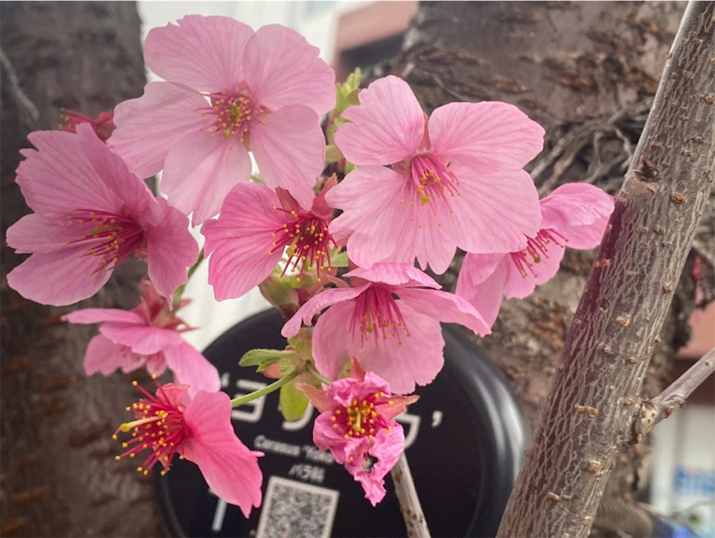 f:id:wakuwakushincha:20250331223834j:image