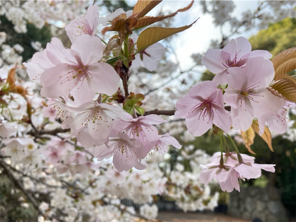 f:id:wakuwakushincha:20250331224453j:image