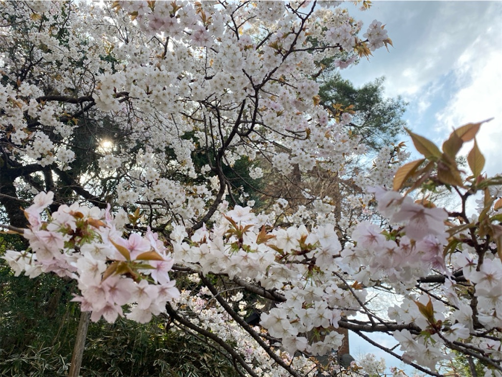f:id:wakuwakushincha:20250331224456j:image