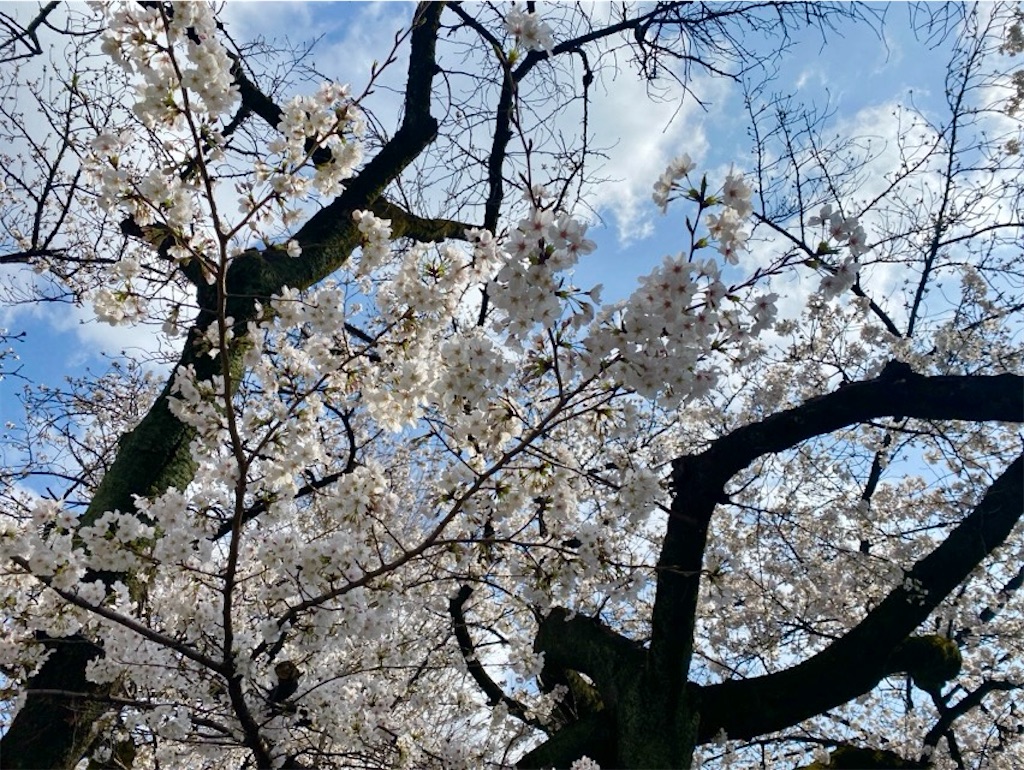 f:id:wakuwakushincha:20250331224649j:image