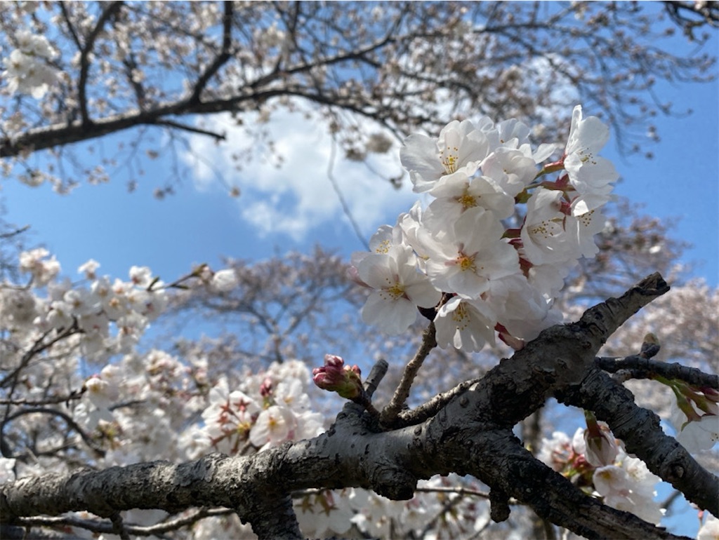 f:id:wakuwakushincha:20250405215044j:image