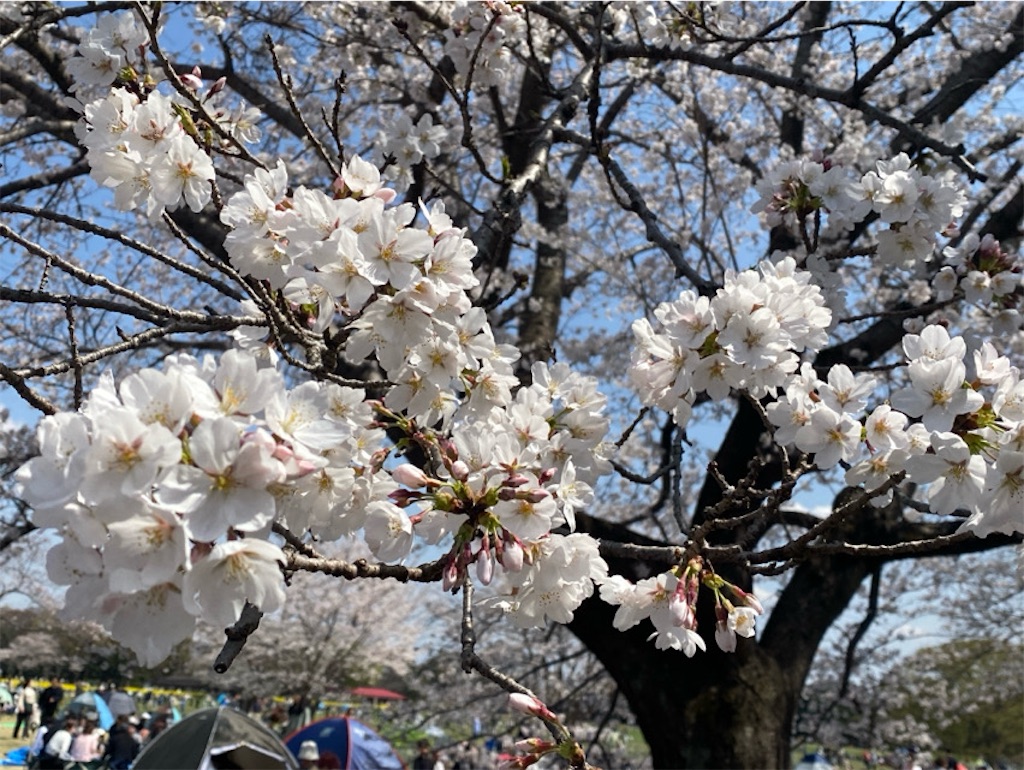 f:id:wakuwakushincha:20250405215119j:image f:id:wakuwakushincha:20250405215119j:image