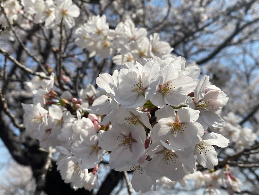 f:id:wakuwakushincha:20250405215148j:image f:id:wakuwakushincha:20250405215148j:image