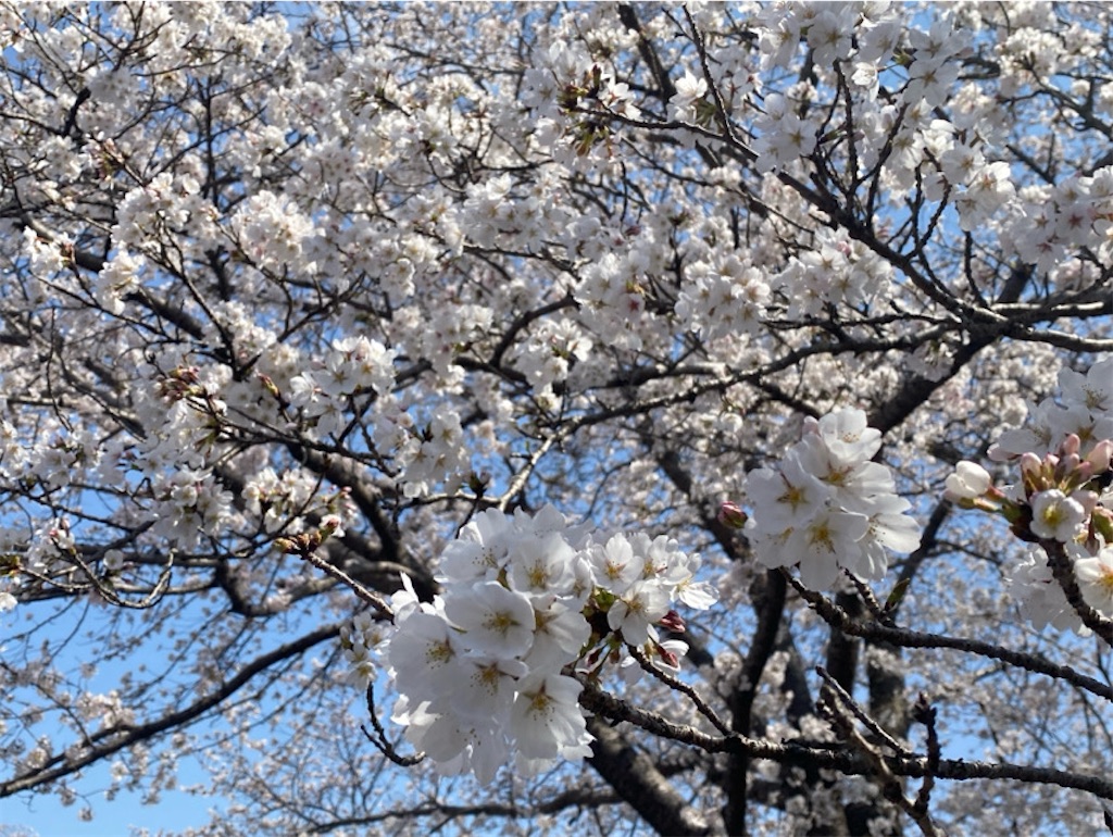 f:id:wakuwakushincha:20250405215216j:image f:id:wakuwakushincha:20250405215216j:image