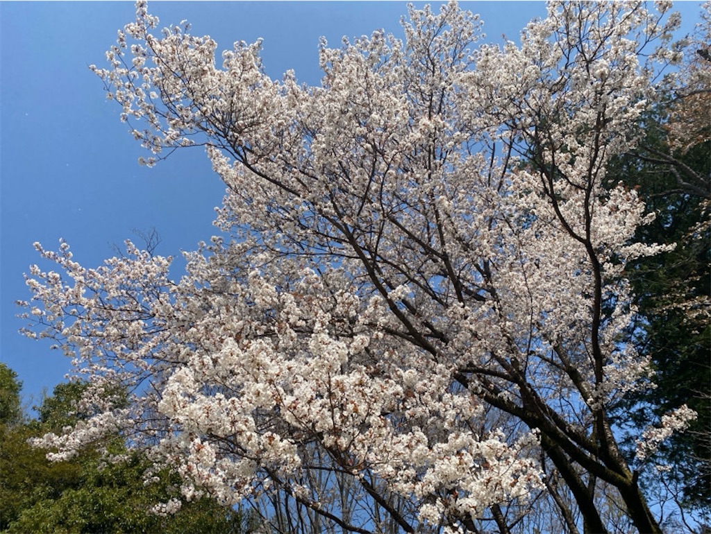 f:id:wakuwakushincha:20250405215620j:image
