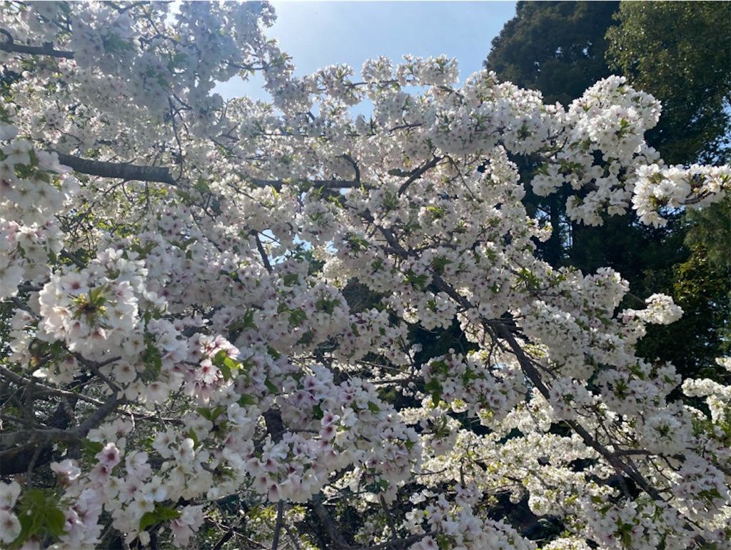 f:id:wakuwakushincha:20250405220106j:image
