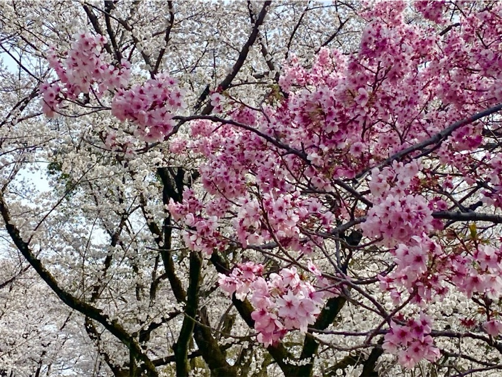 f:id:wakuwakushincha:20250405220951j:image