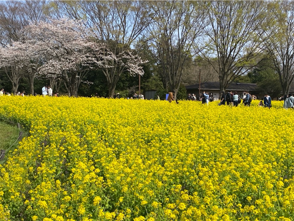 f:id:wakuwakushincha:20250405221124j:image
