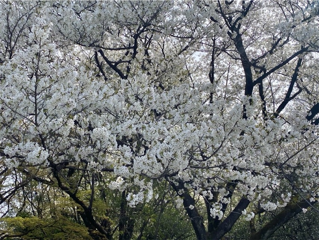 f:id:wakuwakushincha:20250405221241j:image