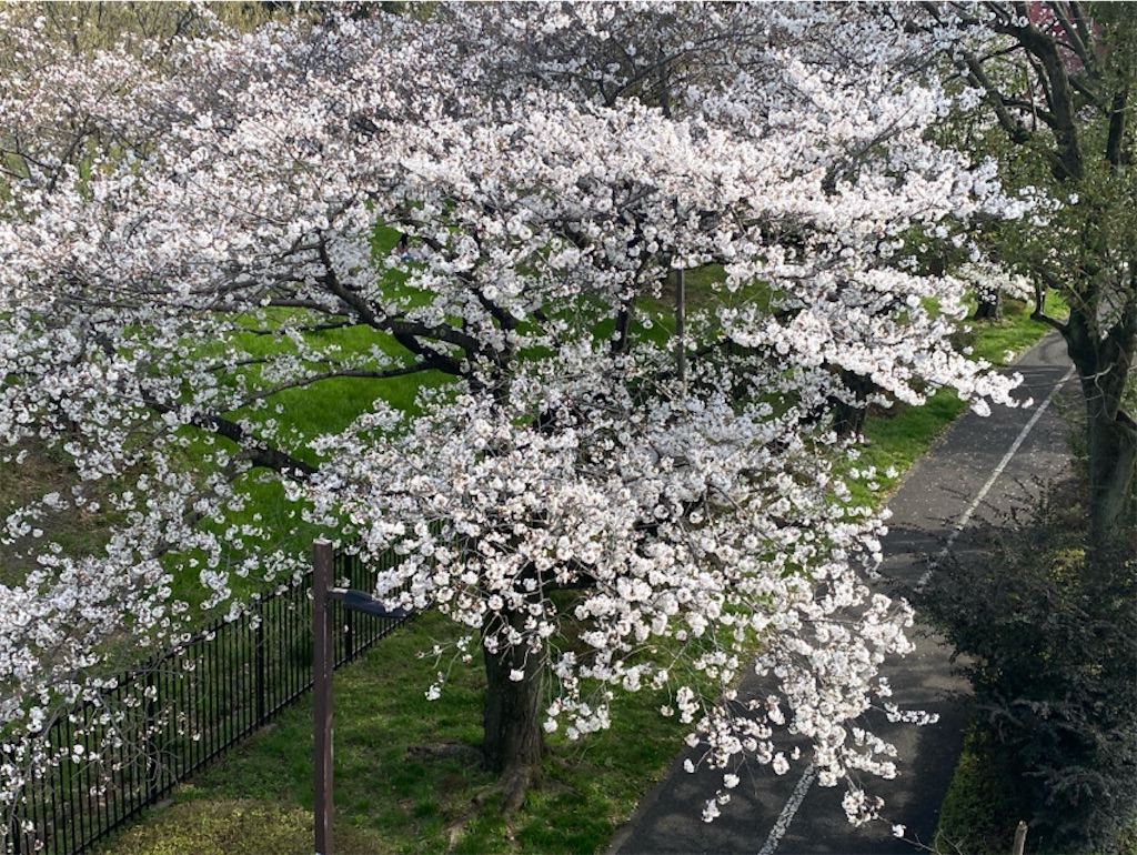 f:id:wakuwakushincha:20250405221245j:image