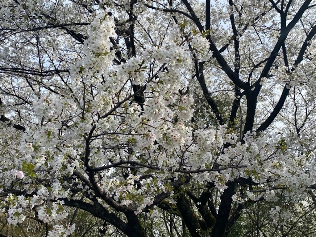 f:id:wakuwakushincha:20250405221249j:image