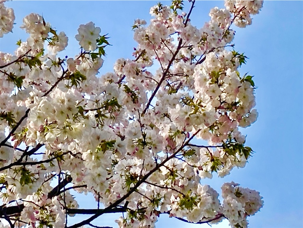 f:id:wakuwakushincha:20250405230712j:image f:id:wakuwakushincha:20250405230712j:image