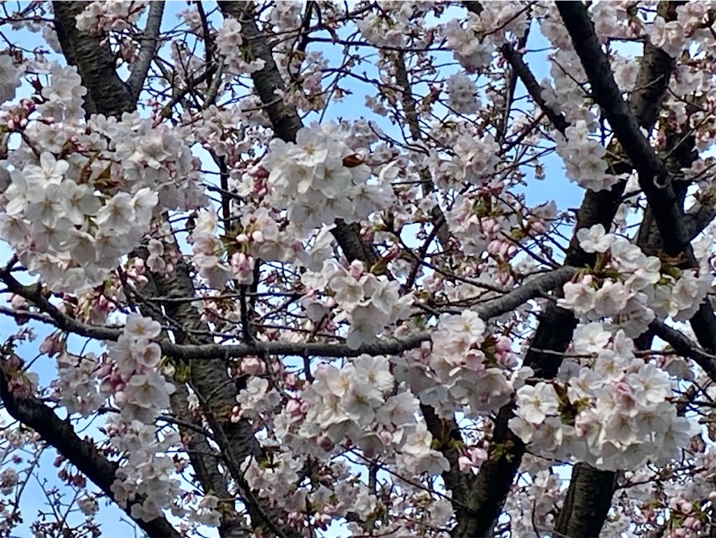 f:id:wakuwakushincha:20250405230936j:image f:id:wakuwakushincha:20250405230936j:image