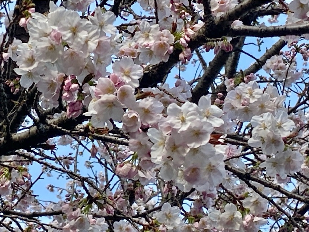 f:id:wakuwakushincha:20250405230940j:image f:id:wakuwakushincha:20250405230940j:image