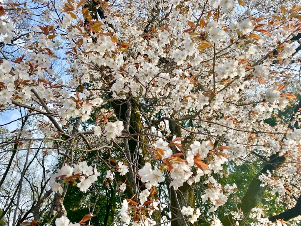 f:id:wakuwakushincha:20250405231037j:image