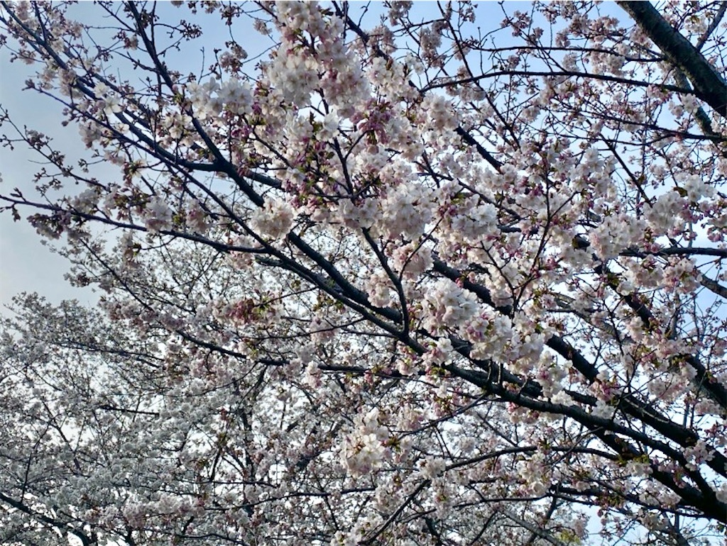 f:id:wakuwakushincha:20250405231041j:image