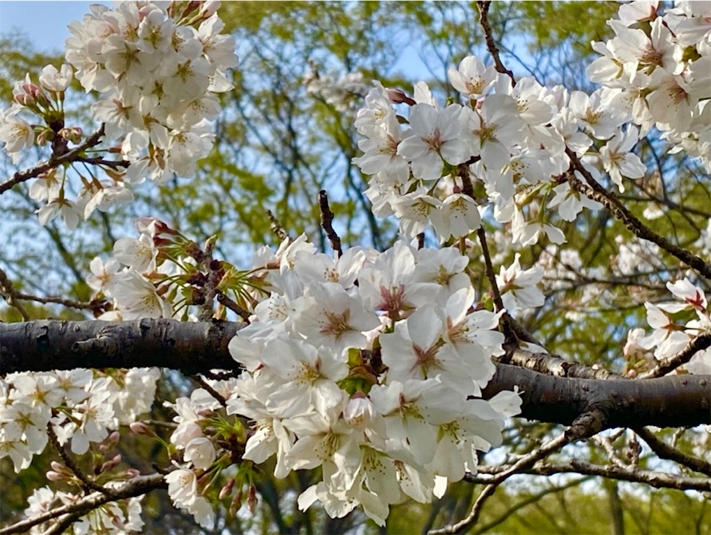 f:id:wakuwakushincha:20250405231125j:image f:id:wakuwakushincha:20250405231125j:image