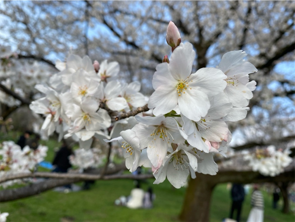 f:id:wakuwakushincha:20250405231135j:image f:id:wakuwakushincha:20250405231135j:image