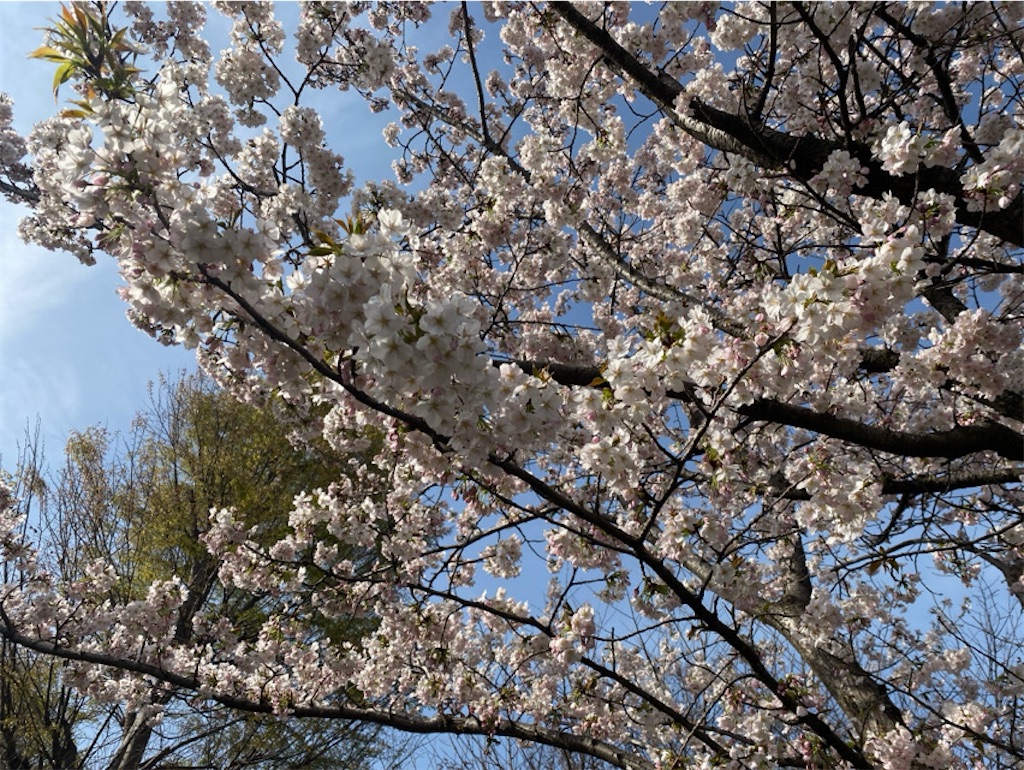 f:id:wakuwakushincha:20250405231543j:image