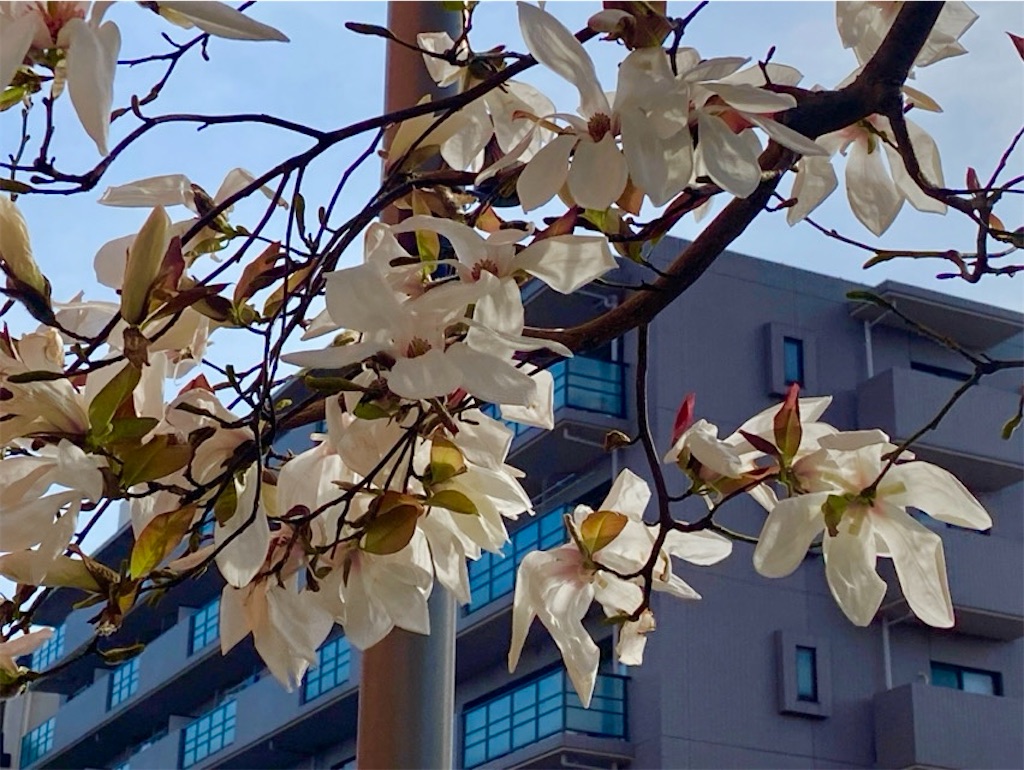 f:id:wakuwakushincha:20250406010208j:image