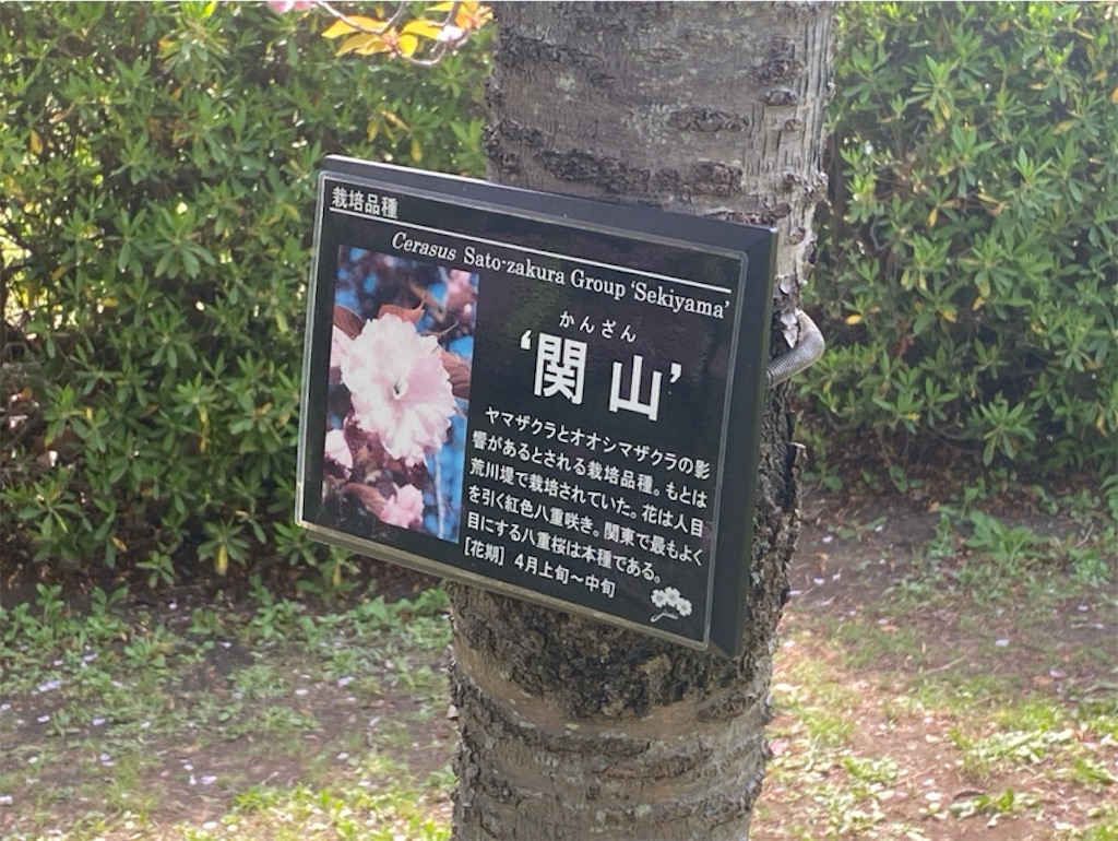 f:id:wakuwakushincha:20250420130649j:image