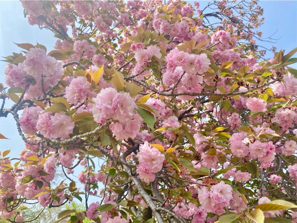 f:id:wakuwakushincha:20250420131454j:image