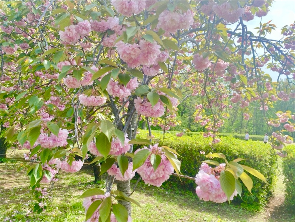 f:id:wakuwakushincha:20250420131546j:image