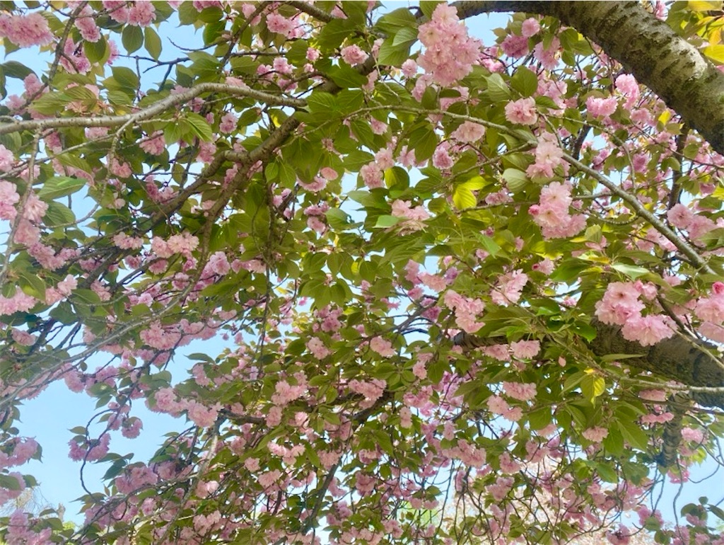 f:id:wakuwakushincha:20250420131613j:image f:id:wakuwakushincha:20250420131613j:image