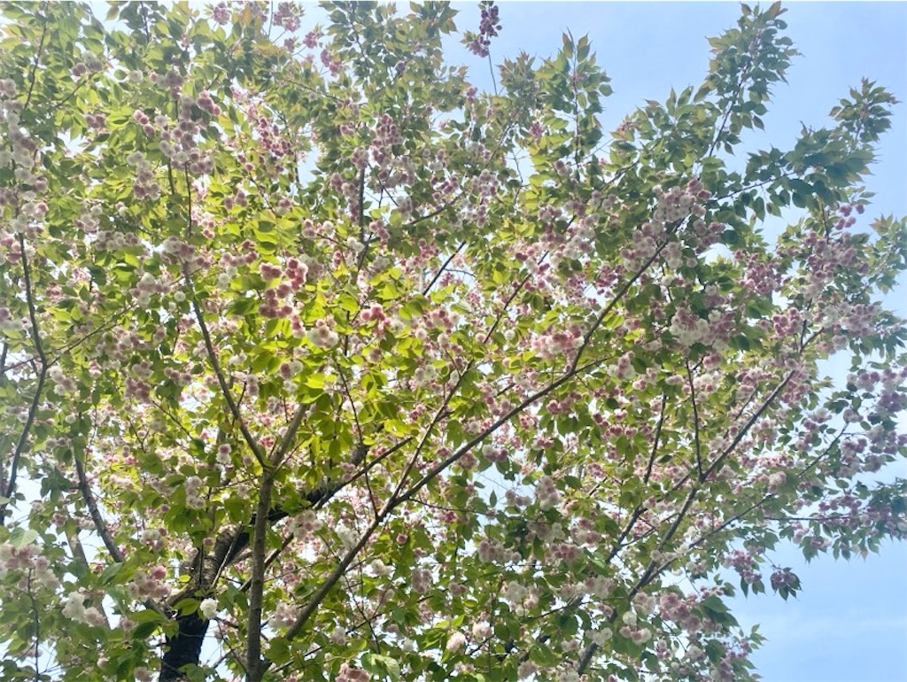 f:id:wakuwakushincha:20250420135729j:image