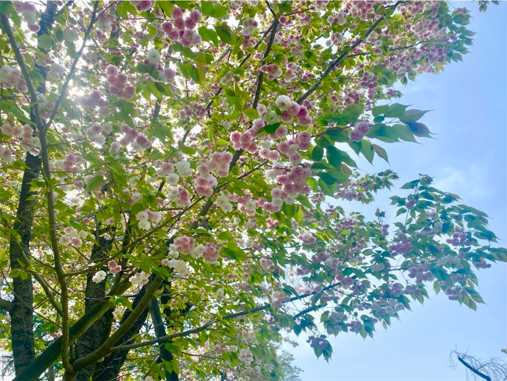 f:id:wakuwakushincha:20250420135736j:image