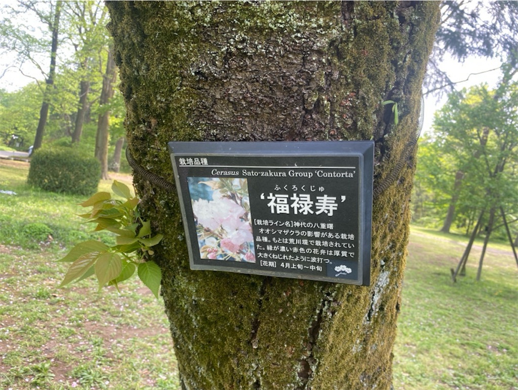 f:id:wakuwakushincha:20250420155050j:image