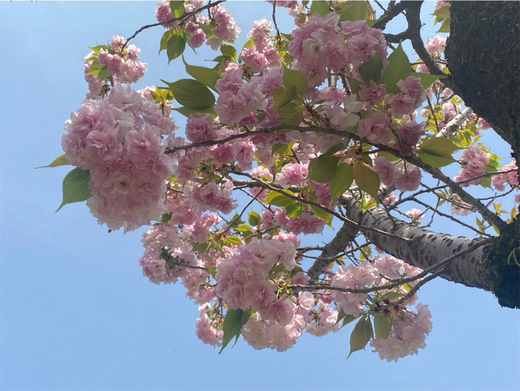 f:id:wakuwakushincha:20250420155142j:image