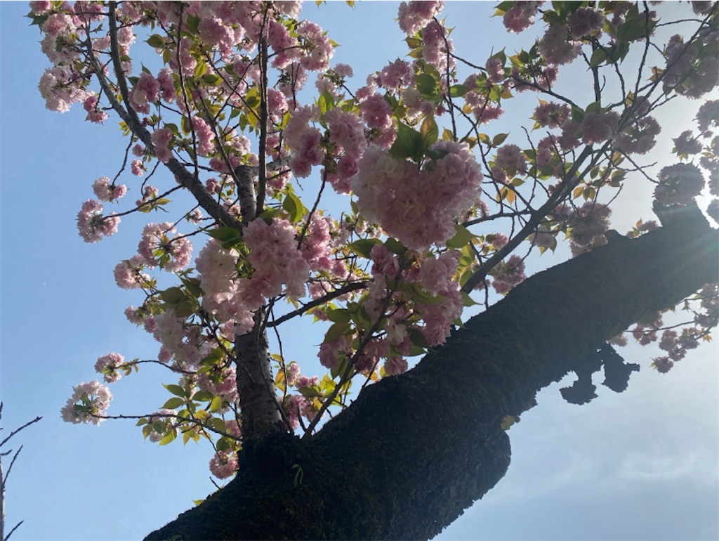 f:id:wakuwakushincha:20250420155217j:image f:id:wakuwakushincha:20250420155217j:image