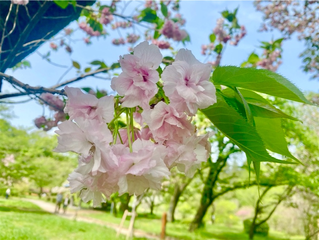 f:id:wakuwakushincha:20250420155319j:image