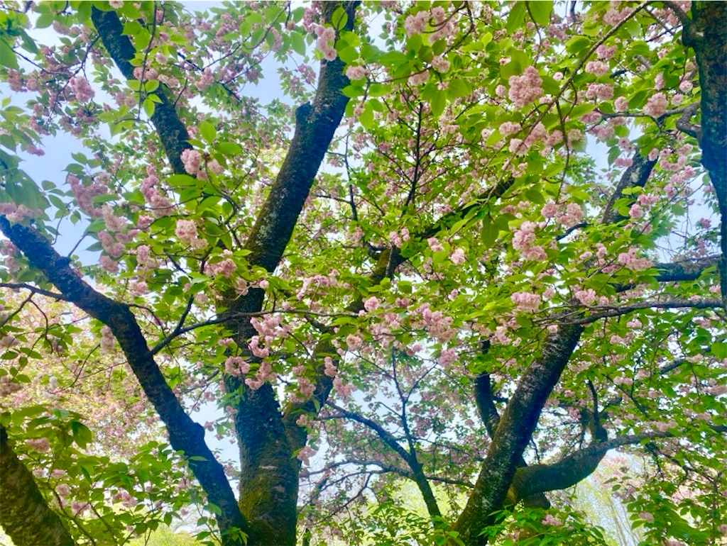f:id:wakuwakushincha:20250420155903j:image