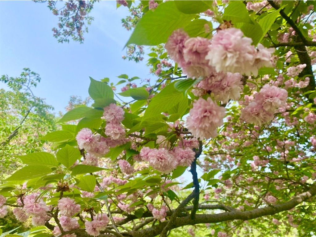 f:id:wakuwakushincha:20250420155919j:image