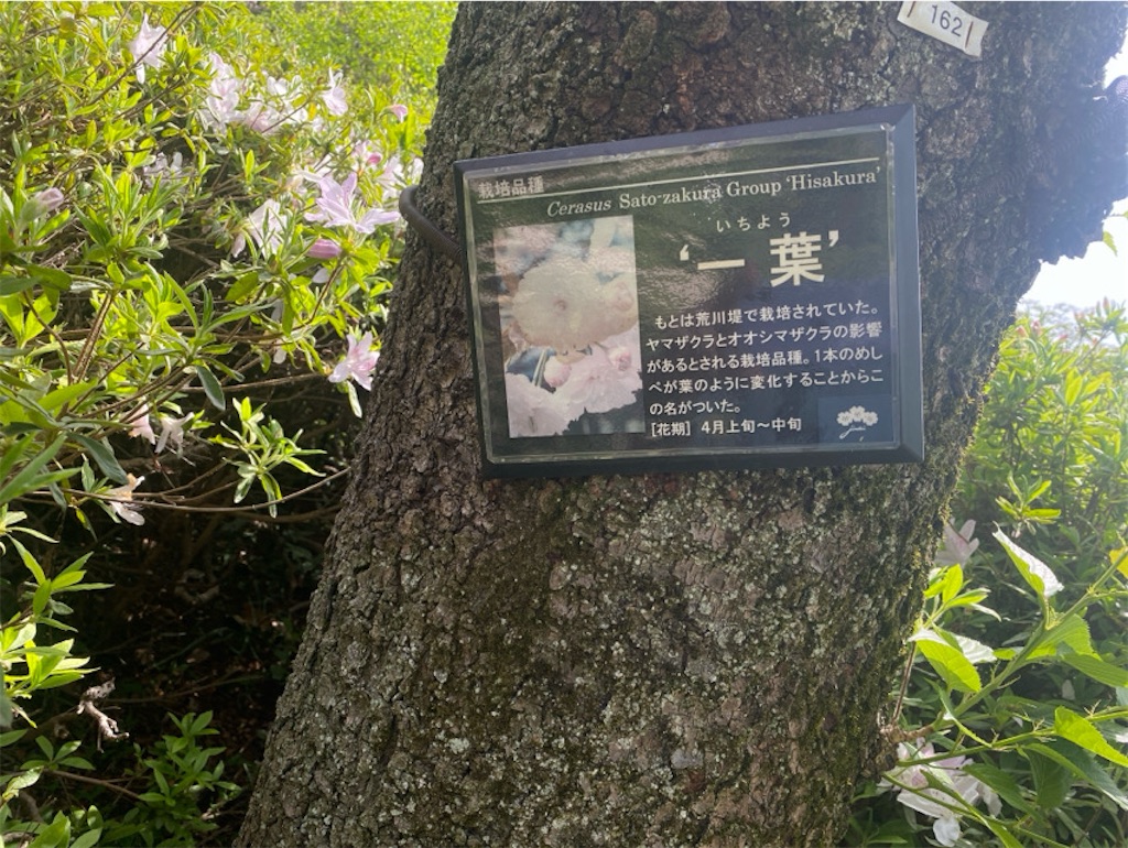 f:id:wakuwakushincha:20250420160022j:image