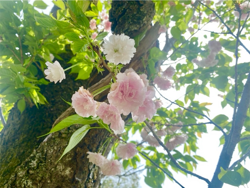 f:id:wakuwakushincha:20250420160142j:image f:id:wakuwakushincha:20250420160142j:image