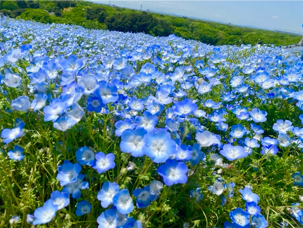 f:id:wakuwakushincha:20250524220703j:image f:id:wakuwakushincha:20250524220703j:image