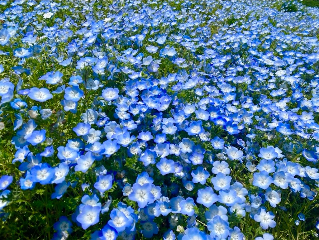 f:id:wakuwakushincha:20250524220708j:image f:id:wakuwakushincha:20250524220708j:image